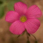 pink flower