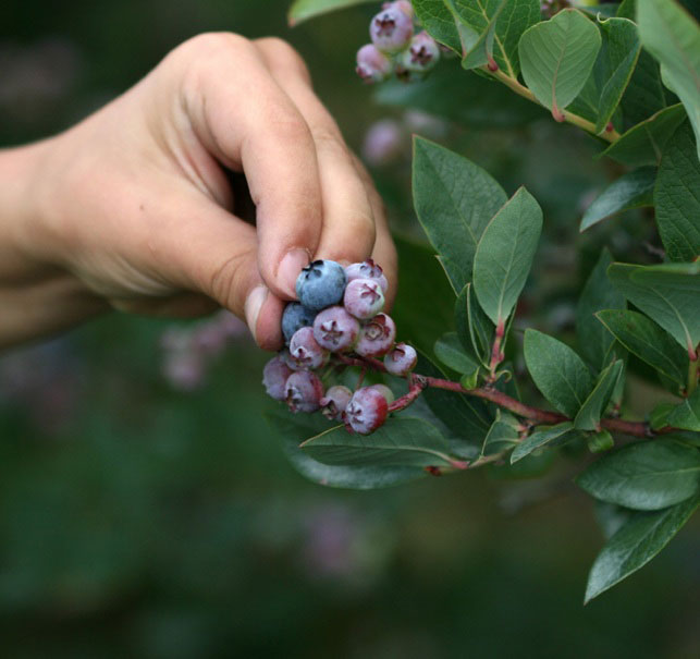 blueberries aid memory